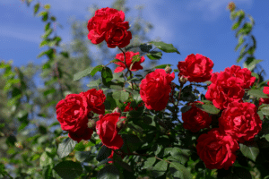 Rosier
