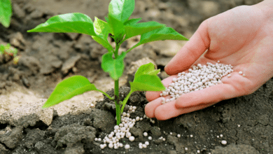 ajouter d'engrais sur plante verte