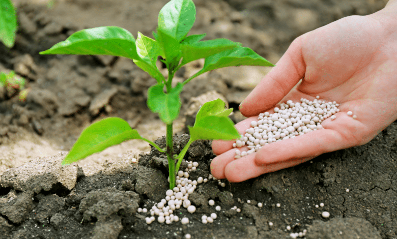 ajouter d'engrais sur plante verte