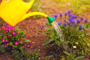 arroser les plantes
