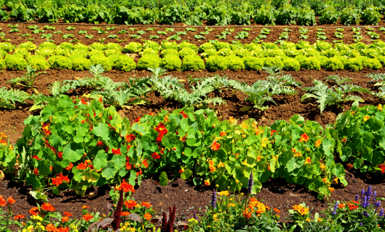 fleurs au potager