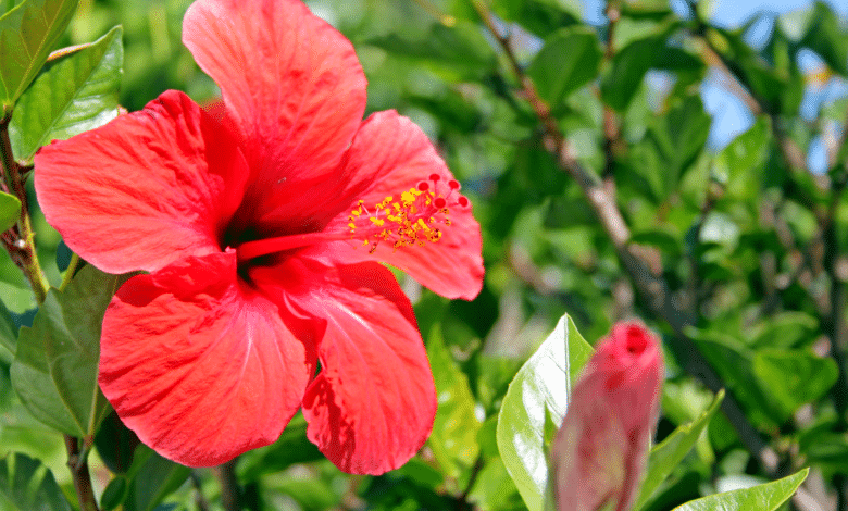 hibiscus