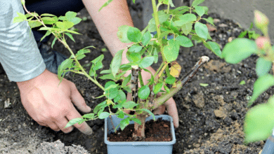 plante bouturer
