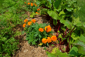 plantes compagnons