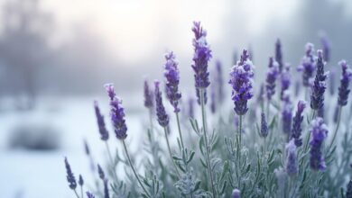 Tiges de lavande violette recouvertes de givre sur fond gris