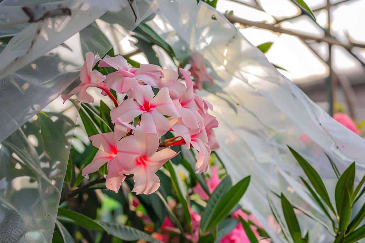 Protégez votre laurier rose du froid avec ces 4 astuces faciles