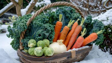 Les légumes d'hiver à cueillir dans votre jardin