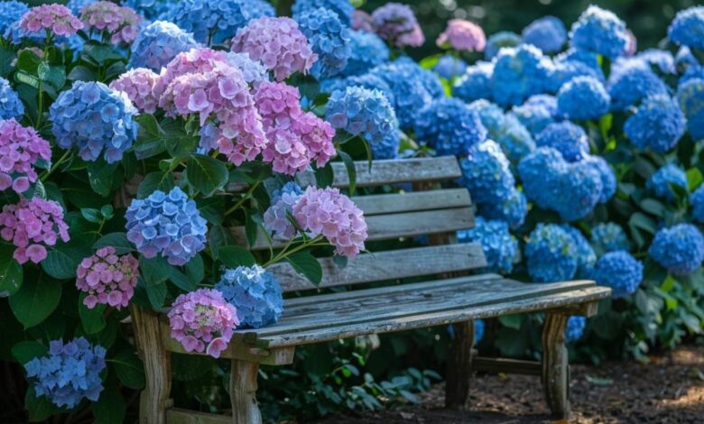 Les secrets de ma mère pour des hortensias majestueux