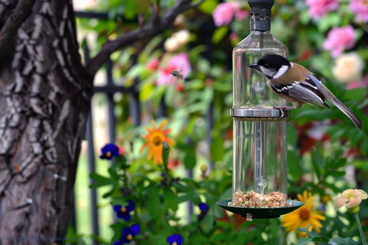 Le canari, joyau doré de la nouvelle saison