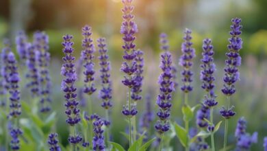 La lavande, star incontestée des jardins modernes