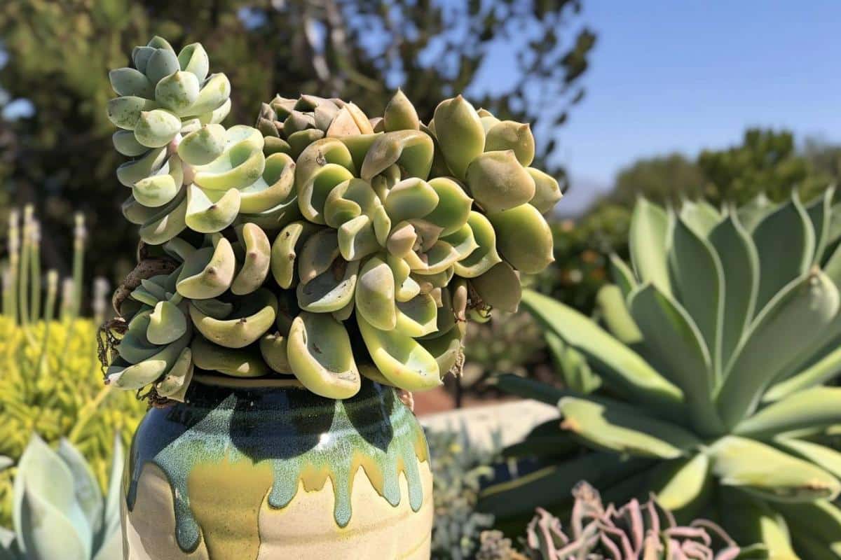 L'art végétal : une passion pour les succulentes