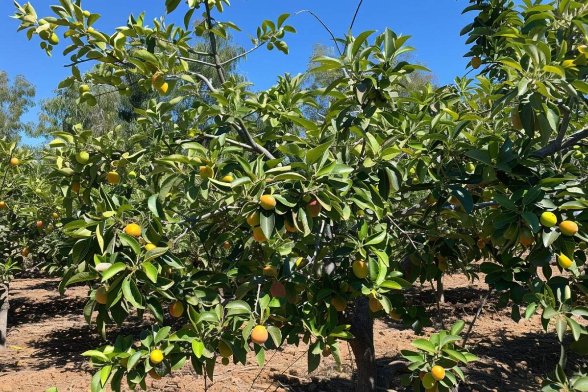 La surprenante raison de peindre les troncs d'arbres en blanc