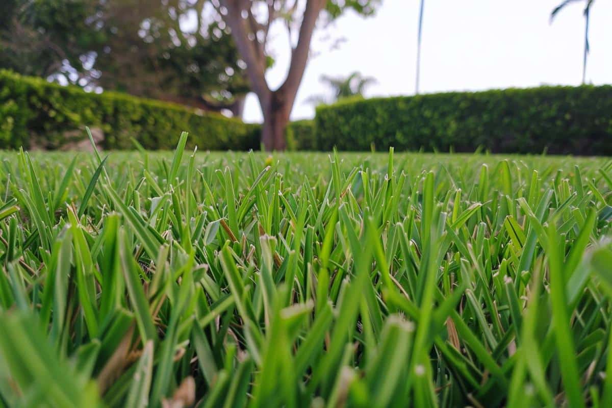 Jardin gelé : 10 erreurs fatales à éviter absolument