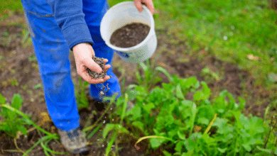 Des engrais maison pour des plantes en pleine santé