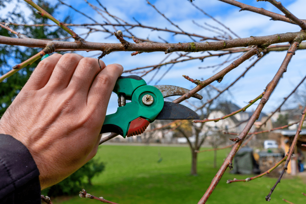 Quels arbres et arbustes peuvent être taillés en février sans nuire à