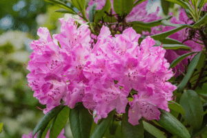 rhododendrons