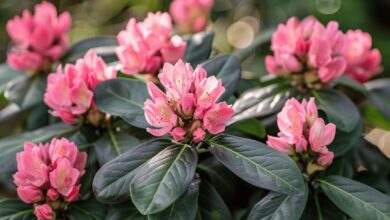 Comment tailler votre laurier-rose pour une croissance optimale