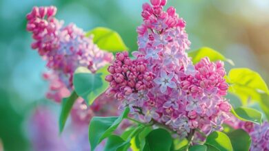Rajeunir son lilas : guide de taille pour arbustes matures