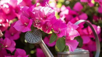 Une erreur courante peut ruiner la floraison de votre bougainvillier, voici comment l’éviter