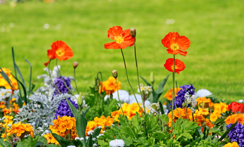 5 fleurs ultra faciles à semer maintenant