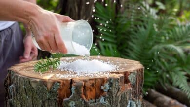 Adieu les souches d’arbres ! La méthode naturelle que tout le monde adopte