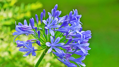 Agapanthes