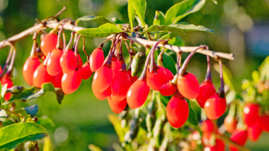 Baie de goji