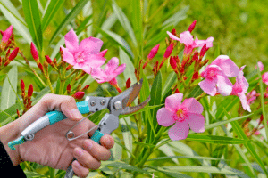 Comment tailler vos lauriers-roses