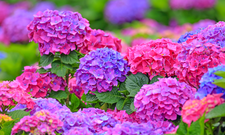 Hortensias
