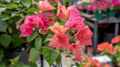 Les solutions pour prévenir la perte de feuilles