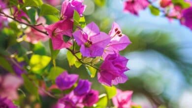 Où planter un bougainvillier ? Les 3 règles d’or pour une croissance rapide