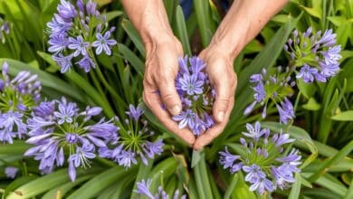 Pour des agapanthes spectaculaires cet été, ne ratez pas cette étape essentielle avant la fin mars