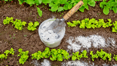 cendre de bois au potager