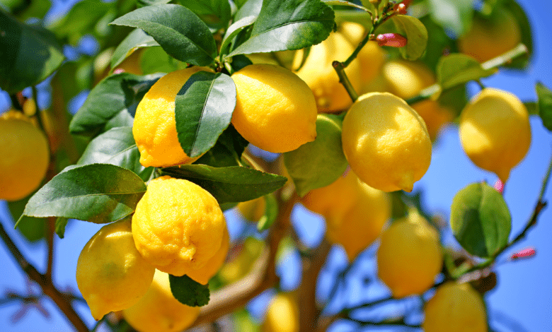 citronnier