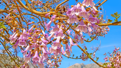 paulownia