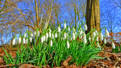 perce-neige
