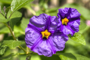 solanum rantonetti