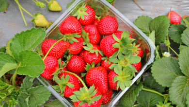 récolte de fraises