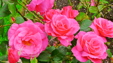 rosiers