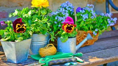 5 fleurs increvables à semer en mars