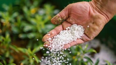 Ce que personne ne vous dit : ce produit courant vaut mieux que le marc de café au potager