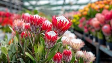 Ces fleurs exotiques donnent un air de vacances au jardin en moins de 30 jours