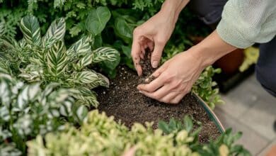 En mai, ces 3 erreurs peuvent anéantir votre potager sans que vous ne compreniez pourquoi
