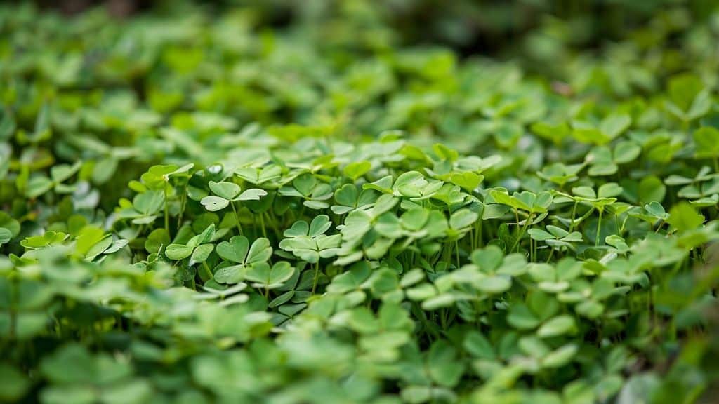 Les solutions naturelles pour améliorer la structure du sol