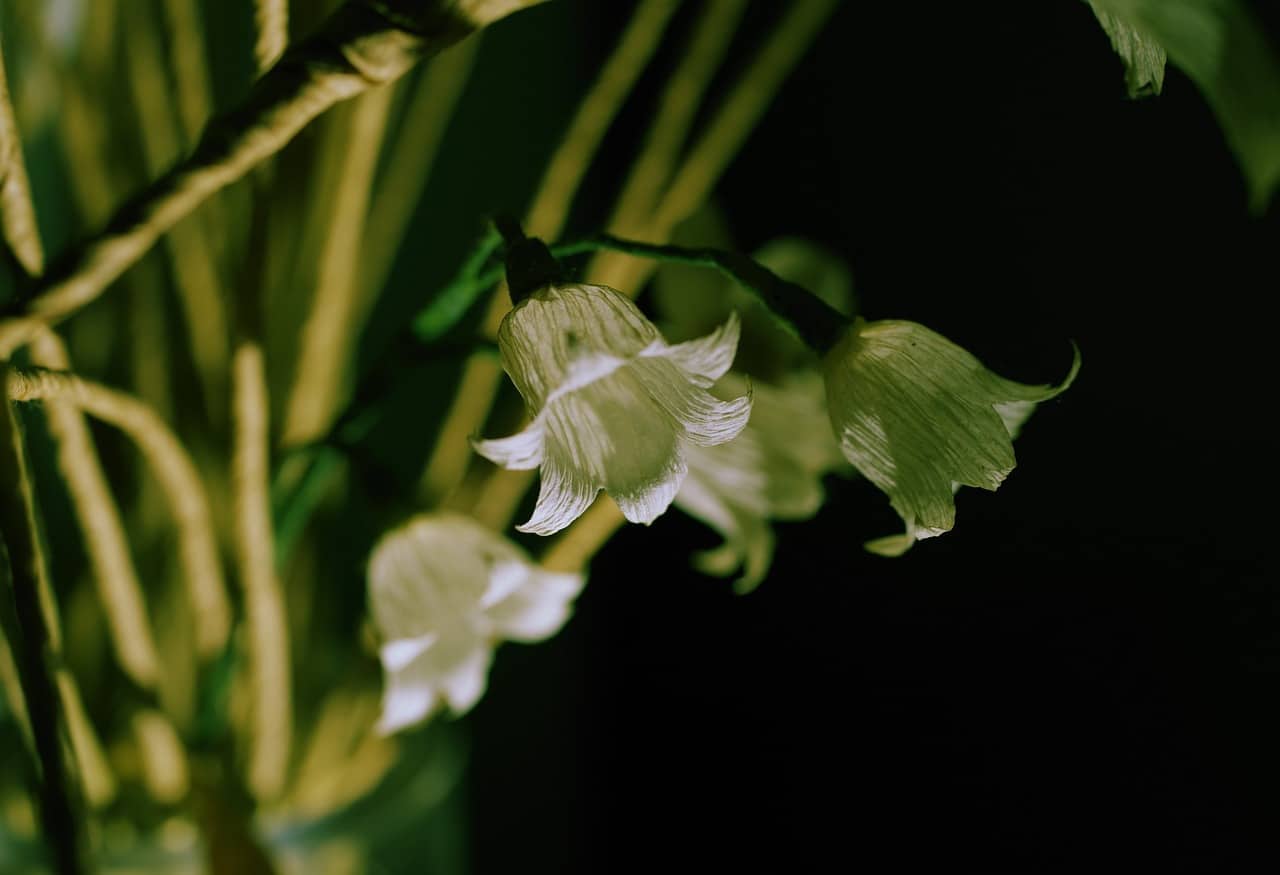 L'origine du muguet et sa mythologie