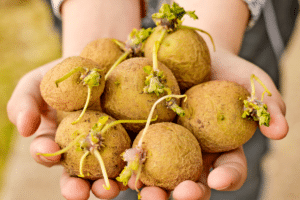 Pommes de terre qui germent