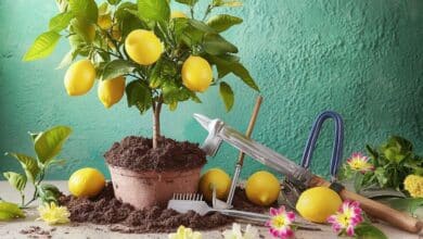 Rempotez votre citronnier ce mois-ci et offrez-lui une explosion de fleurs pour l’été