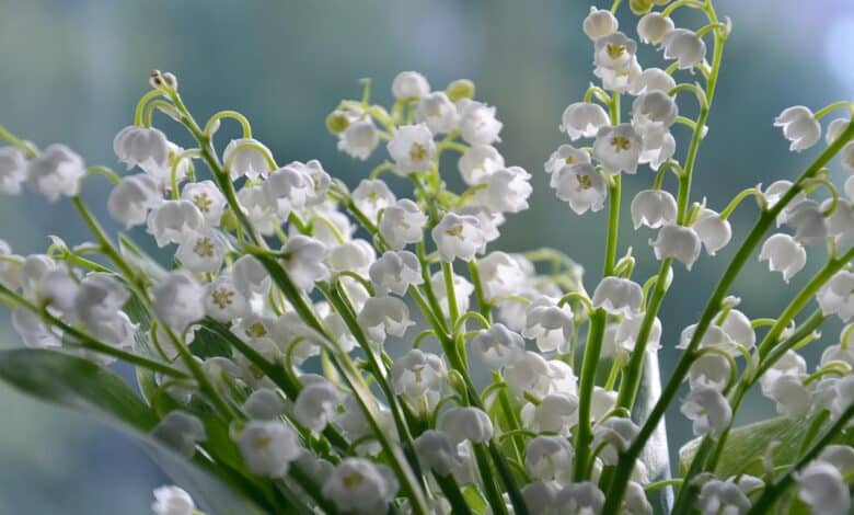 Tout savoir sur le muguet