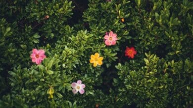 Un arbuste à planter avant le 10 avril pour faire exploser votre jardin de fleurs