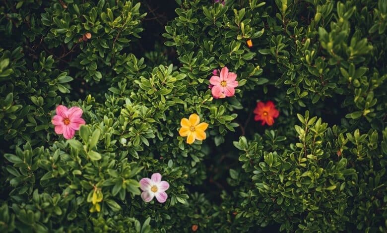 Un arbuste à planter avant le 10 avril pour faire exploser votre jardin de fleurs
